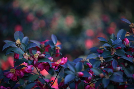 山茶花
