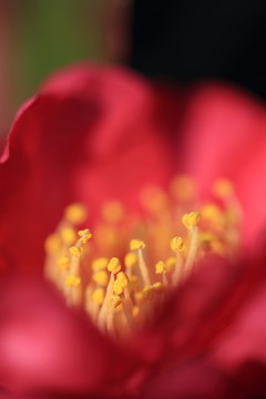 花蕊