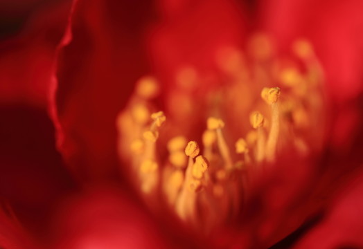 花蕊