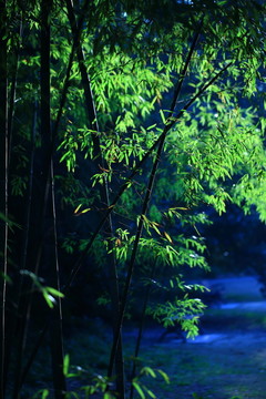 竹林