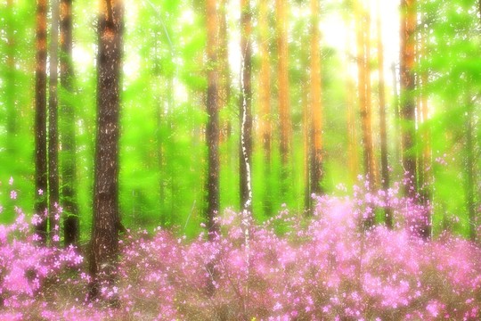 花伴松林