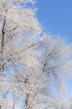 樹林