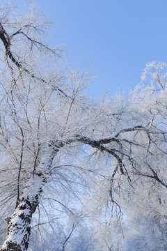 冬雪