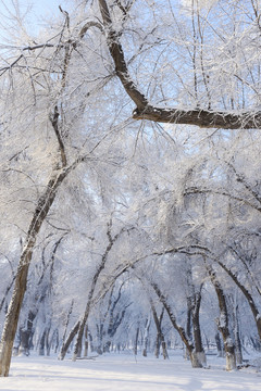 樹林