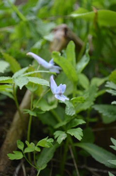 山野小花