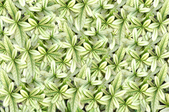樹(shù)葉花紋背景
