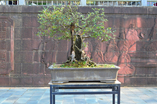 盆景