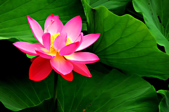 荷花