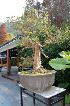 盆景