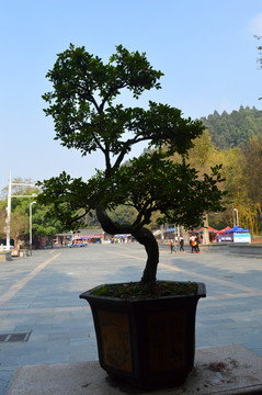 盆景