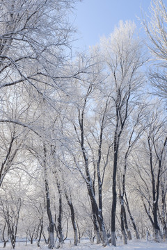 冬雪