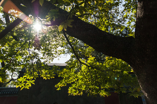 樹(shù)葉縫隙中的陽(yáng)光