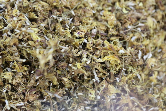 貴重中藥鐵皮石斛花