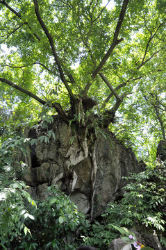 古樹(shù) 黃果樹(shù)