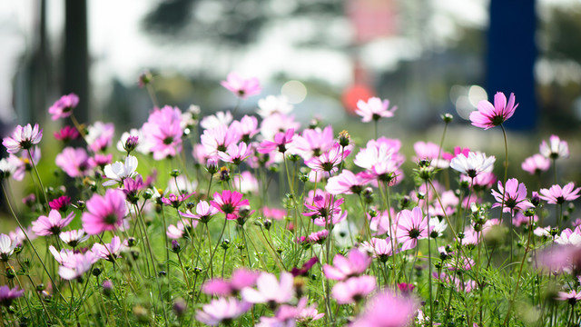 路邊波斯菊