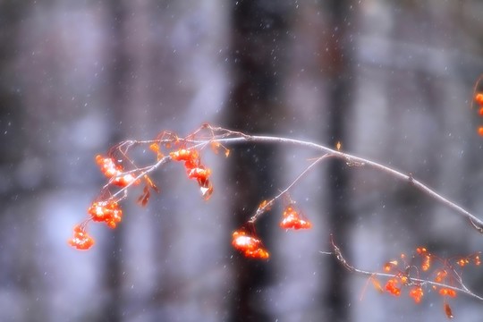秋果之雪