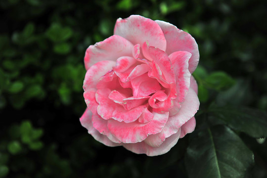月季花