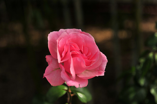 月季花