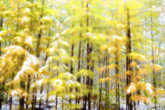 秋林雪韻