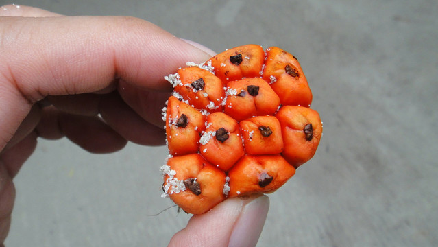 野生菠蘿蜜