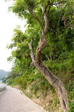 綠樹 樹木