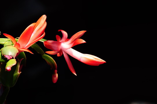 紅花