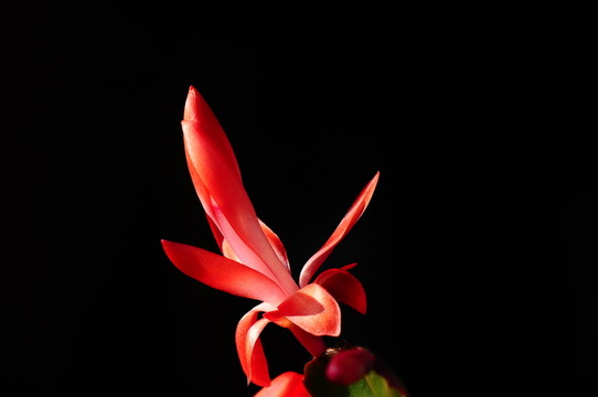 紅花