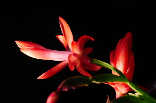 紅花