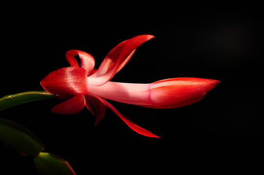 紅花