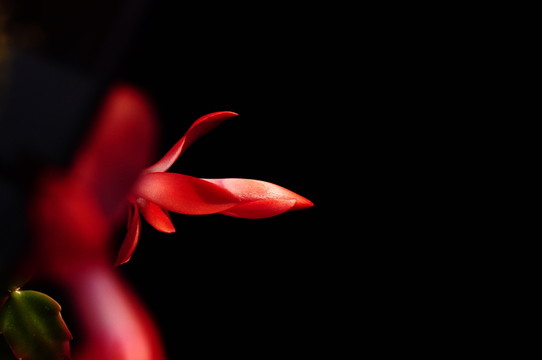 紅花