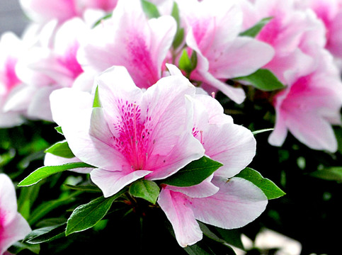 杜鵑花