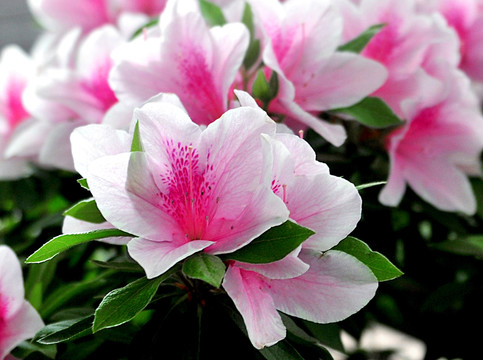 杜鵑花