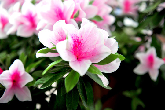 杜鵑花