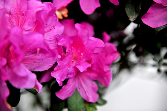 杜鵑花