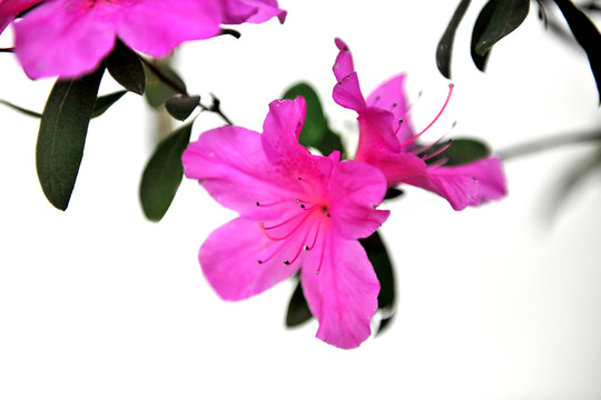 杜鵑花