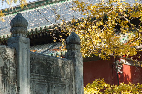 大覺寺秋色