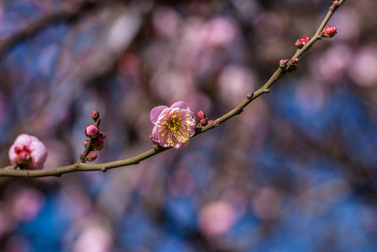 梅花