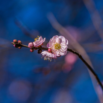 梅花