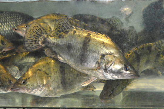 桂花魚