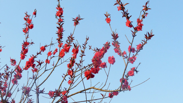 紅梅