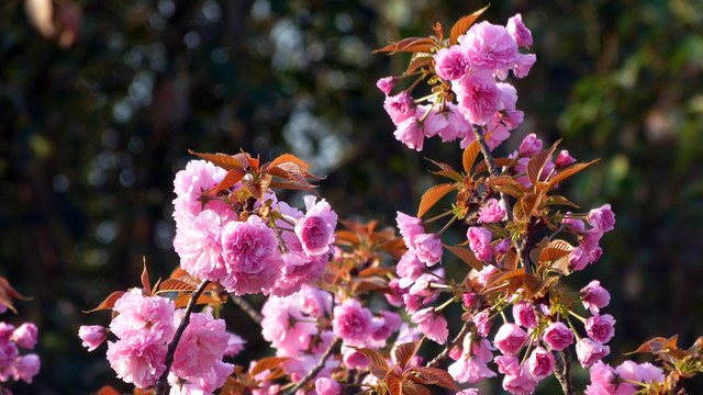 櫻花