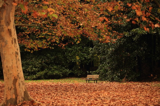 紅樹林