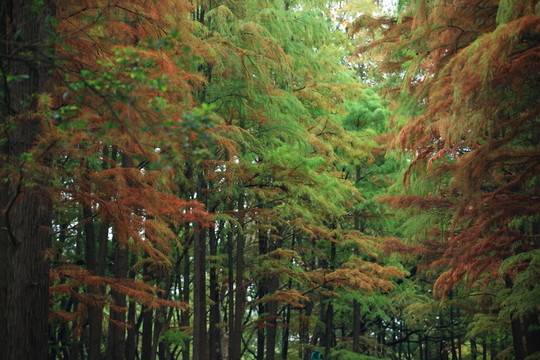 樹(shù)林