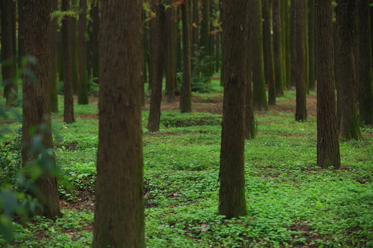 樹林