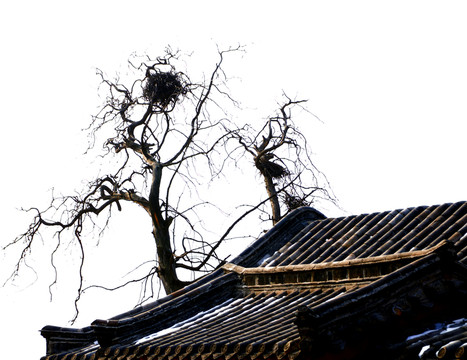 古廟 古樹 鳥巢