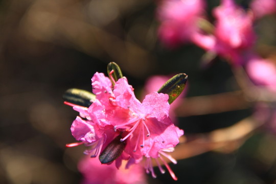 興安杜鵑花