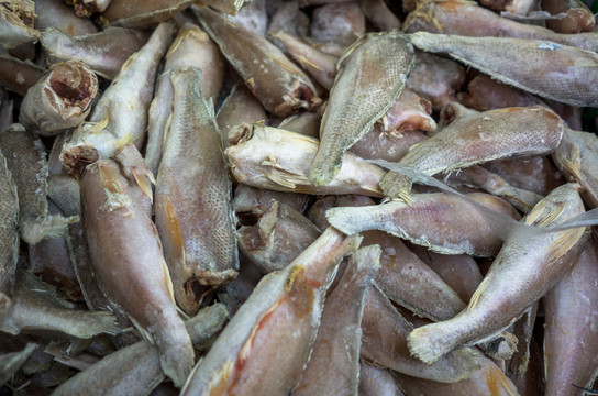 冷凍魚