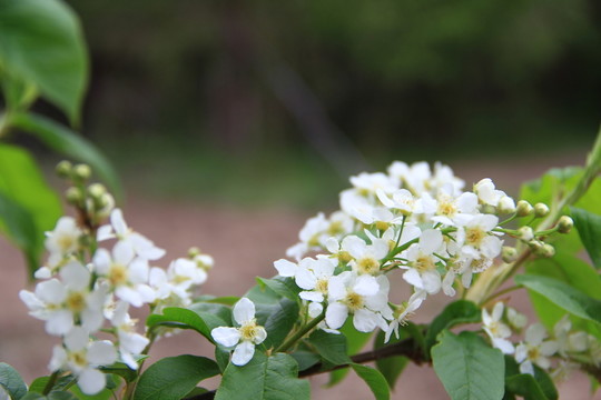 稠李子花