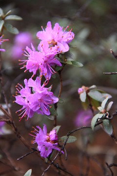 小葉杜鵑花