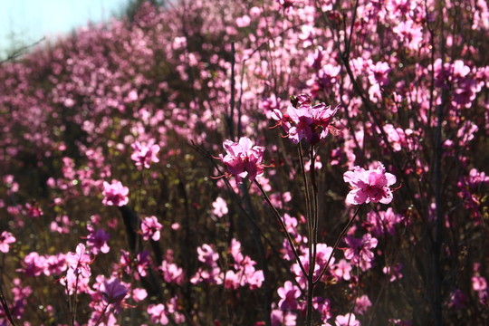 興安杜鵑花